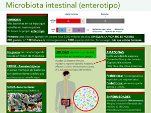 microbiota intestinal el enterotipo peq